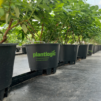 Pot Tanam Berkualitas Tinggi untuk Luar Ruangan, Drainase Sempurna untuk Budidaya Blueberry, Berkualitas Tinggi Tanpa Bintik Basah, Kapasitas 40L