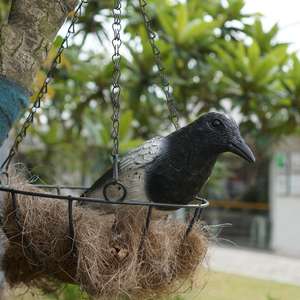 Plastica gazza richiami nero floccante gazze simulazione gazze di plastica statua all'aperto decorazione del giardino per tenere l'uccello lontano - Product Image 6