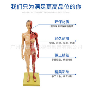 Modèle de muscle humain, tissu, squelette, modèle anatomique, modèle pédagogique pour étudiants en médecine, vente directe du fabricant. - Product Image 3