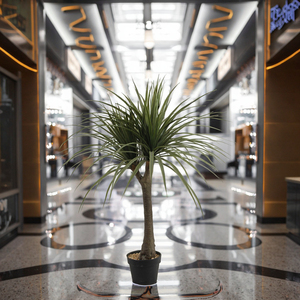 120cm(47 pulgadas) de altura 140 Uds hojas artificiales Dracaena <span class=keywords><strong>Draco</strong></span> árbol bonsái jardín dragón sangre planta única planta Artificial - Product Image 5