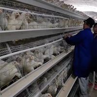 Bâtiment d'élevage de poules pondeuses et poulailler en structure légère en acier, bâtiment agricole