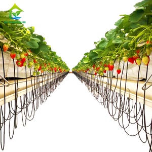 Fog spray system for planting vegetables and fruits in greenhouse