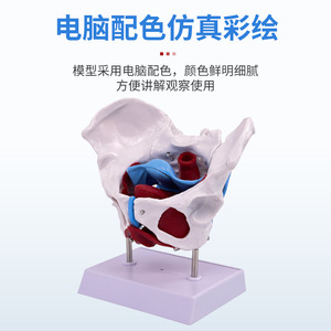 Modelo de simulación para la enseñanza de los músculos del suelo pélvico, pelvis y útero femeninos, estructura pélvica femenina, vejiga y suelo pélvico. - Product Image 5
