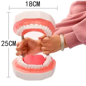 Modello Dentale Didattico con Ingrandimento 6x, Forniture Odontoiatriche, Protesi Linguale Senza Giunture con 28 Denti - Product Image 3