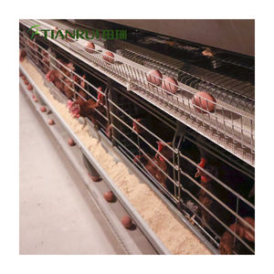 Kanatlı Kümesi Ekipmanları Hayvan Kafesleri Yumurta Tavuğu Kafesi Modern Tasarım H Otomatik Sistem Galvanizli Çelik 10000 Yumurta Tavuğu için - Product Image 4