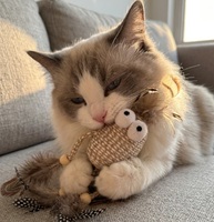 Jouets pour chats naturels en corde de coton avec plumes, jouet pour animaux de compagnie