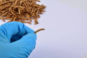 Vers de farine séchés à haute teneur en protéines pour les grenouilles de poissons Additifs alimentaires pour chiens - Product Image 5