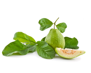 Trung Quốc nhà máy nhà sản xuất psidium guajava chiết xuất 4:1 10:1 ổi lá ổi lá chiết xuất - Product Image 3