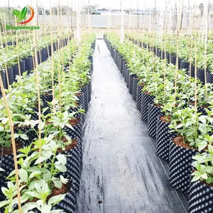 Pots purificateurs d'air AwsPot 30, 40, 50, 60, 200 gallons en PE PVC <span class=keywords><strong>pour</strong></span> <span class=keywords><strong>arbres</strong></span>, myrtilles, haies, fleurs - Product Image 2