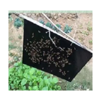 Landbouwkassen Zwarte Kleverige Val Plaaginsecten Moordenaar Bestrijding Buiten Zwarte Kleverige Val Lijmbord Insectenvanger