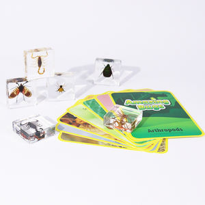 Véritable insecte cristal presse-papiers résine bloc <span class=keywords><strong>arthropodes</strong></span> résine spécimen outils éducatifs pour l'enseignement - Product Image 4