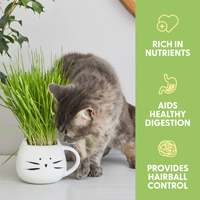 Kit de culture d'herbe pour animaux de compagnie avec herbe pour chat, pot à herbe pour chat blanc, cubes d'herbe pour chat, y compris du terreau