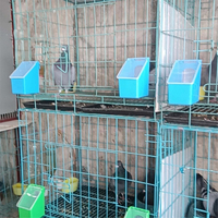 Distributeur automatique de nourriture pour animaux ZZ LMB06, autres équipements d'élevage, abreuvoirs pour pigeons, accessoires pour pigeons, pour nichoir à pigeons