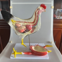 Anatomía Animal de PVC médico que enseña modelos anatómicos de pollo equipo de ciencia educativa