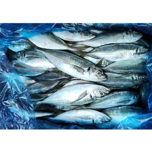 Istavrit balığı dondurulmuş bütün yuvarlak at uskumru fiyat japon istavrit balığı - Product Image 4