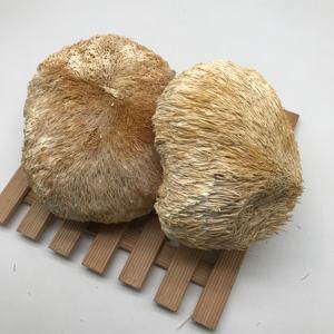 Champignons Hericium Erinaceus séchés Champignons crinière de <span class=keywords><strong>lion</strong></span> entiers séchés 8-10 cm Herbe en vrac - Product Image 1