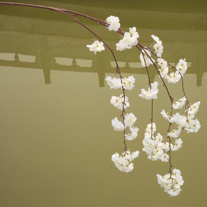 Nouvelles branches de <span class=keywords><strong>cerisier</strong></span> artificielles en soie à longue tige, fleurs de <span class=keywords><strong>cerisier</strong></span> japonaises pour la décoration - Product Image 6