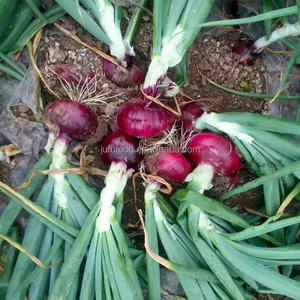 山东产顶级新鲜红洋葱和黄洋葱，未去皮，出口价格无与伦比 - Product Image 4