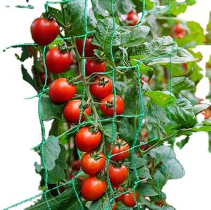 Robuste 25X25CM 30X30CM maille vert HDPE noeud support de jardin treillis plante filet pour concombre vigne Fruits et légumes Tomat - Product Image 1