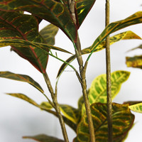 Künstlicher Codiaeum Variegatum Bonsai-Baum 1,6m PEVA-Material Topfpflanze für Heim- und Hochzeitsdekoration