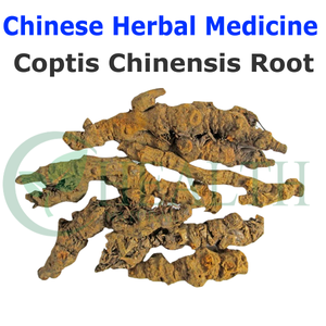 卸売中国ハーブコプティスChinensis根エキスベルベリン塩酸塩97% ベルベリンHCLパウダーCAS 633-65-8 - Product Image 5