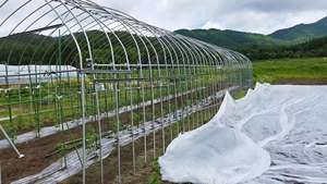 بيت زراعي كبير الحجم ذو نفق علوي لزراعة الطماطم - Product Image 6