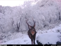 Caméra de chasse tout-en-un avec détection de la faune par IA, intégration solaire, étanche, 4G et vision nocturne