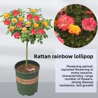 Fabrieksdirect groothandel Valentijnsdag Drie 3 Eeuwige Verse Rozen Glazen Koepel Decoratie Planten Amerikaanse Stijl
