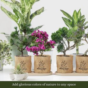 Kit de inicio de árbol de bonsái pequeño de lujo, Kit de cultivo de jardín <span class=keywords><strong>interior</strong></span> con herramientas de maceta de fertilizante para el cuidado de las plantas - Product Image 2
