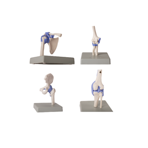 ADA-A2027 Maniquí en Miniatura de Cadera, Codo, Hombro y Rodilla, 1/2 Tamaño Real, 4 Partes, para Estudiantes de Medicina - Product Image 1