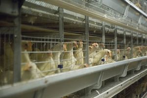 Equipo <span class=keywords><strong>de</strong></span> Avicultura para Jaulas Automáticas Tipo H para 40000 <span class=keywords><strong>Gallinas</strong></span> Ponedoras y Jaulas <span class=keywords><strong>de</strong></span> Batería para 30000 Pollos - Product Image 3