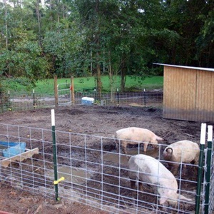 16' Livestock <strong>Panels</strong> Heavy Galvanized <strong>Hog</strong> Wire Fencing - Product Image 5