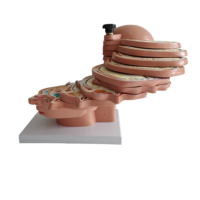 Modèle d'anatomie sectionnelle du cerveau humain en PVC pour les sciences médicales