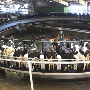 Mellow ultra yüksek sıcaklık saf A2 beta-kazein süt 3.0 yüzde 3.3 Protein 3.5 yüzde 4.0 yağ çin Gansu kökenli - Product Image 4