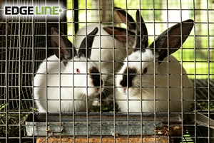 Panneaux de clôture en fil de fer <span class=keywords><strong>pour</strong></span> lapins et chèvres, 1,2 m, 1,5 m, 1,8 m, 2,4 m, faciles à assembler, <span class=keywords><strong>pour</strong></span> élevage et enclos - Product Image 5