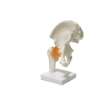 Modelo <span class=keywords><strong>de</strong></span> articulación <span class=keywords><strong>de</strong></span> cadera <span class=keywords><strong>de</strong></span> tamaño natural funcional clásico científico FRT028 articulados con ligamentos flexibles ligamentos <span class=keywords><strong>de</strong></span> hueso <span class=keywords><strong>de</strong></span> cadera - Product Image 1
