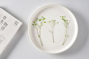 Gypsophila <span class=keywords><strong>Paniculata</strong></span> con Ramas, Manualidades DIY, Planta Natural Ecológica, Flor Prensada Real - Product Image 5