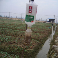 Piège liquide efficace pour les vers de tabac (Spodoptera litura) – Solution agricole écologique pour serres et extérieurs