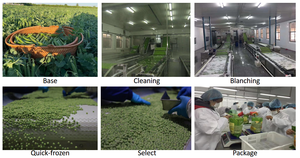 Cạnh Tranh đông lạnh đậu Hà Lan giá chất lượng đông lạnh đậu xanh đáng tin cậy Nhà cung cấp cho đông lạnh đậu khô nhập khẩu - Product Image 6