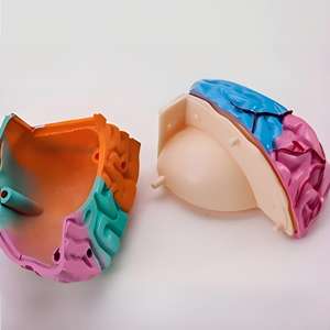 Modèle d'anatomie du cerveau humain - Pièces démontables et codées par couleur pour l'enseignement de <span class=keywords><strong>la</strong></span> <span class=keywords><strong>neurosciences</strong></span> - Product Image 4