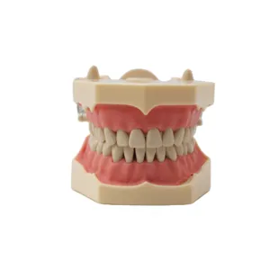 Dental Teaching Model SF Type Study Model 32pcs Soft Gum Screw fixed DP Articulator Practice Preparation Model