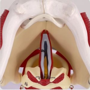 Modelo agrandado <span class=keywords><strong>de</strong></span> estructura y función humana, modelo <span class=keywords><strong>de</strong></span> Anatomía <span class=keywords><strong>de</strong></span> cavidad laríngea, modelo <span class=keywords><strong>de</strong></span> anatomía <span class=keywords><strong>de</strong></span> cabeza <span class=keywords><strong>de</strong></span> <span class=keywords><strong>garganta</strong></span> - Product Image 6