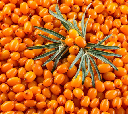 Pure Hippophae Rhamnoides Sea Buckthorn Berry Essential Oil Brownish Red