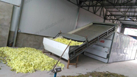 Séchoir continu pour algues, varech et raisins de mer