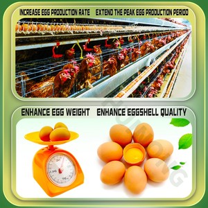 Prémélange soluble dans l'eau de vitamines et minéraux <span class=keywords><strong>AD3E</strong></span> pour poulets de chair et poules pondeuses, enrichi en acides aminés et enzymes de qualité alimentaire en poudre - Product Image 4