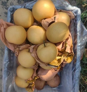 Lê Ya ngọt lê vàng tươi lê Trung Quốc Chất lượng cao Lê singo - Product Image 2