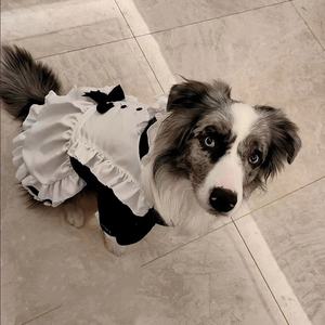 थोक मध्यम बड़े 3xl कुत्ते स्कर्ट नौकरानी कपड़े गोल्डन रिट्रीवर प्रीमियम पालतू पोशाक - Product Image 5