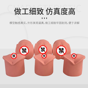 Modèle de l'interprétation des changements cervicaux prénatals et du canal vaginal ; modèle des changements de dilatation cervicale pendant la dilatation cervicale - Product Image 4