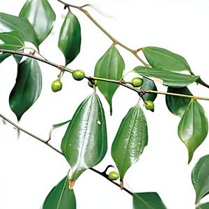 Oferta Especial: Extracto <span class=keywords><strong>de</strong></span> Wuyao en Polvo (Raíz <span class=keywords><strong>de</strong></span> Spicebush <span class=keywords><strong>de</strong></span> Tres Nervaduras) Soluble en Agua a <span class=keywords><strong>Precio</strong></span> <span class=keywords><strong>de</strong></span> Fábrica - Product Image 2