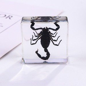 Rectángulo espécimen escorpión Real insecto incrustado acrílico cuadrado resina pisapapeles enseñanza preescolar - Product Image 4
